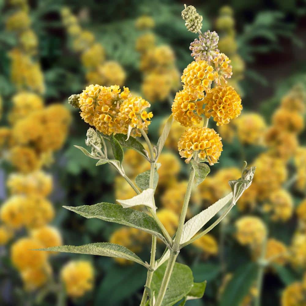 3 gal. Buddleia Honeycomb Shrub with Yellow Flowers - Hercitys