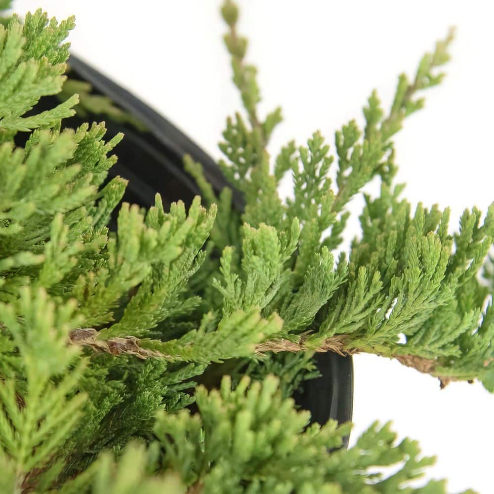 1 gal. Juniper Blue Rug Shrub (8-Pack) - Hercitys