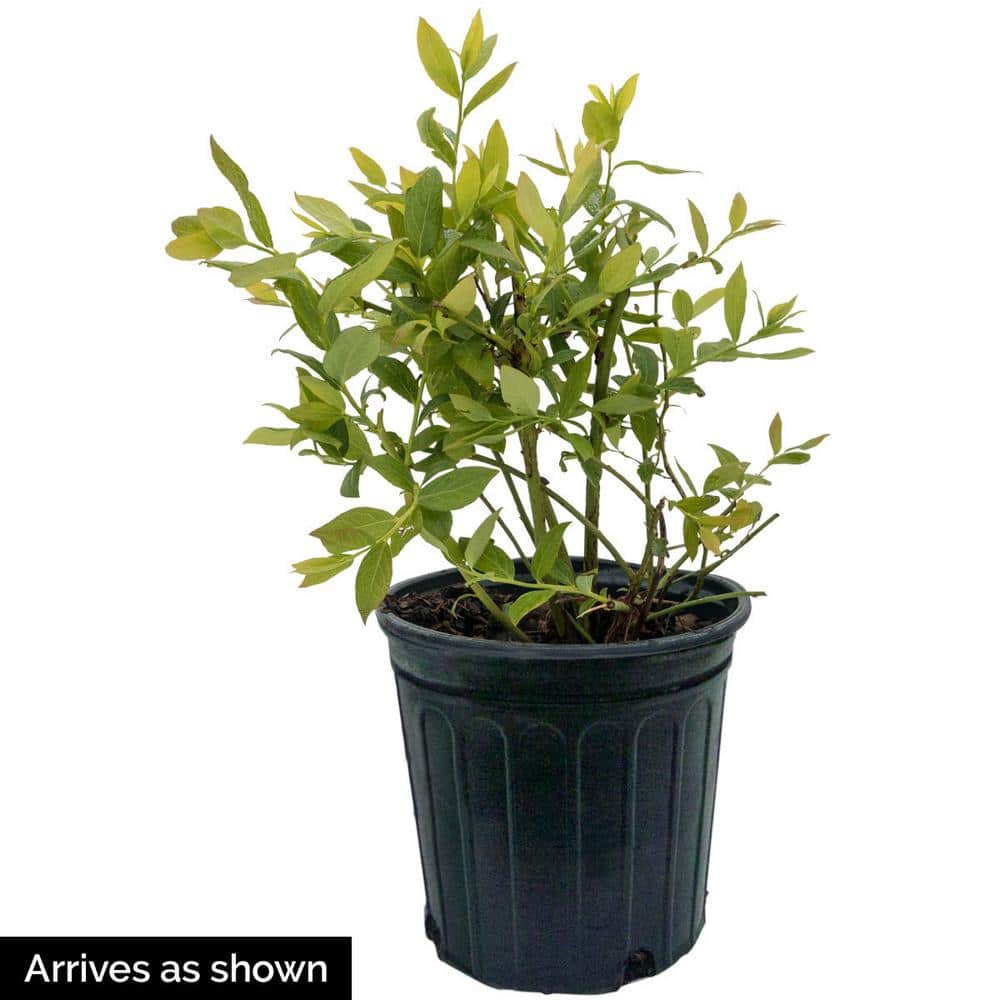 1 Gal. Pot, Magic Carpet Spirea Potted Deciduous Flowering Shrub (1-Pack) - Hercitys