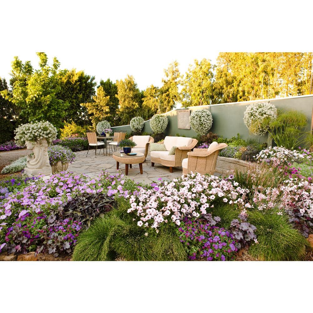 4-Pack, 4.25 in. Eco+Grande Supertunia Vista Silverberry (Petunia) Live Plant, White Flowers with Pink Veins - Hercitys