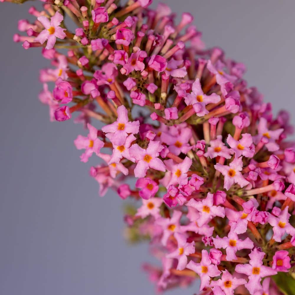 2 gal. Trippy Pink Buddleia Shrub with Hot Pink Blooms - Hercitys
