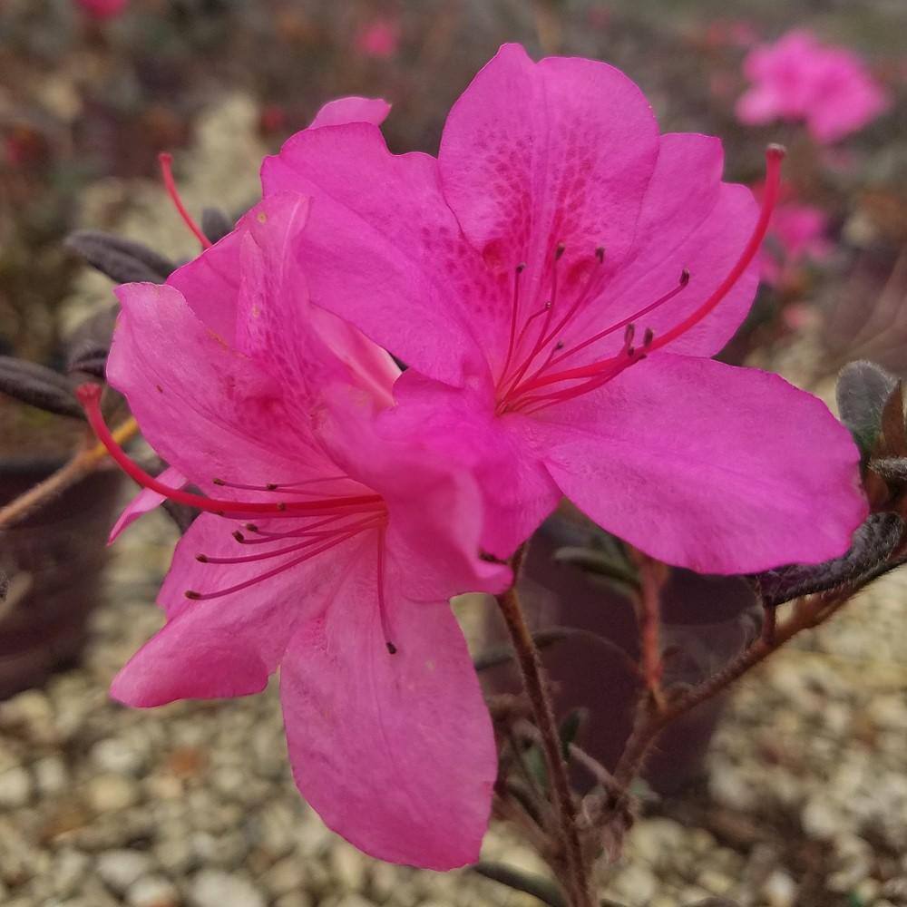 3 Gal. Autumn Amethyst Shrub with Small Magenta Purple Reblooming Flowers - Hercitys