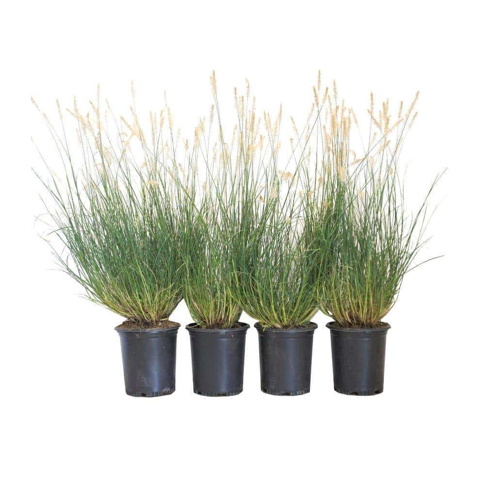 1 Container-Little Bunny Dwarf Fountain Grass Plant - Hercitys
