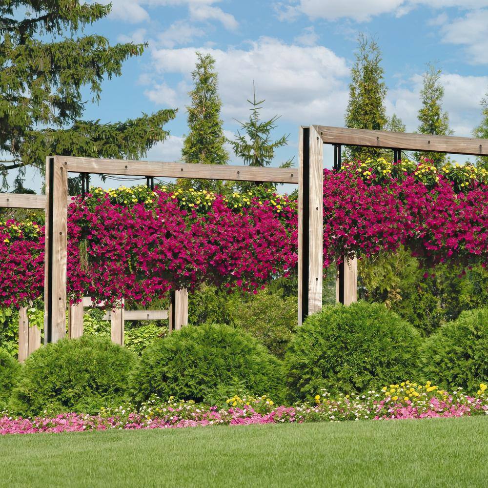 4 in. Purple Classic Wave Petunia Annual Plant with Purple Flowers (3-Pack) - Hercitys