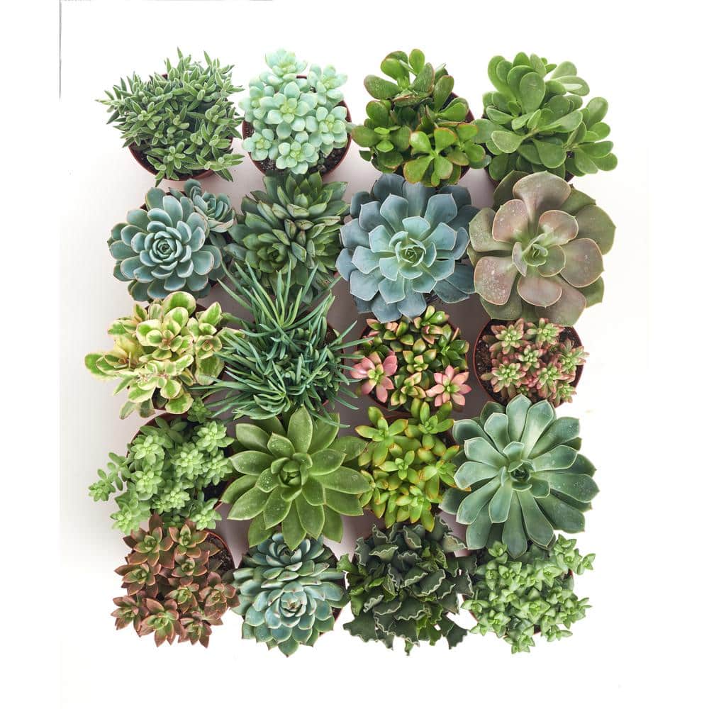 4 in. Assorted Succulent Collection Succulent (Collection of 20) - Hercitys