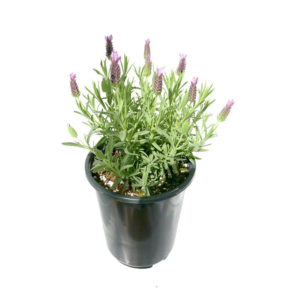 1.5GL Lavender stoechas Perennial Plant with Purple Flowers – 1 Pack - Hercitys