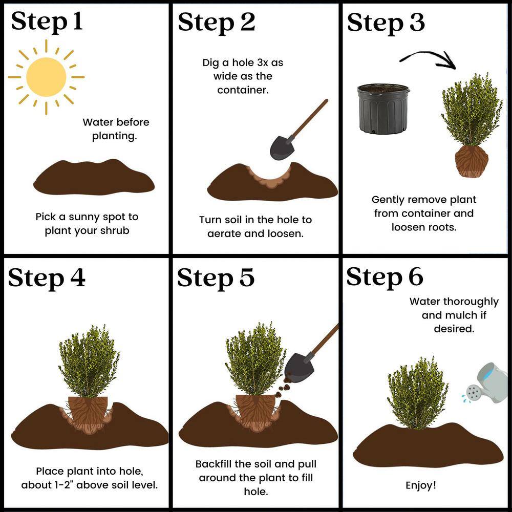 2.25 Gal. Wintergreen Boxwood Shrub Plant - Hercitys