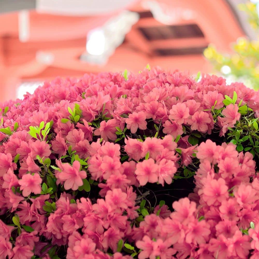 2.5 Quart Azalea ‘Blaauw’s Pink’ Flowering Shrub with Pink Flowers - Hercitys