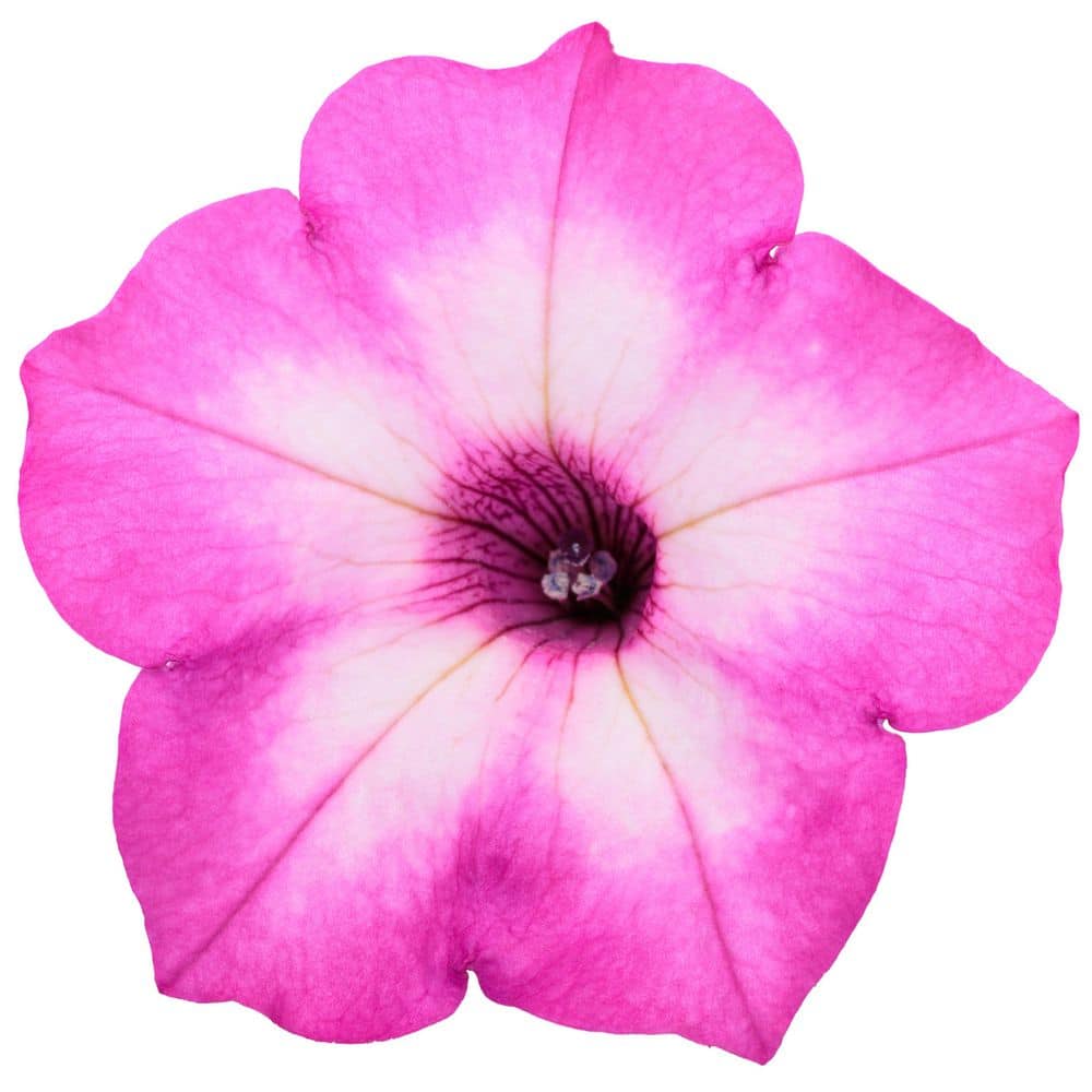 4.25 in. Eco+ Grande Supertunia Pink Tiara (Petunia Hybrid) Live Annual Plant with Pink Flowers 4-Pack - Hercitys