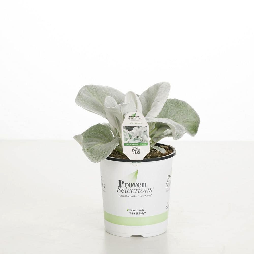 4.5 in. Qt. Angel Wings Sea Cabbage (Senecio Candicans) Live Annual Plant with Silver Foliage - Hercitys