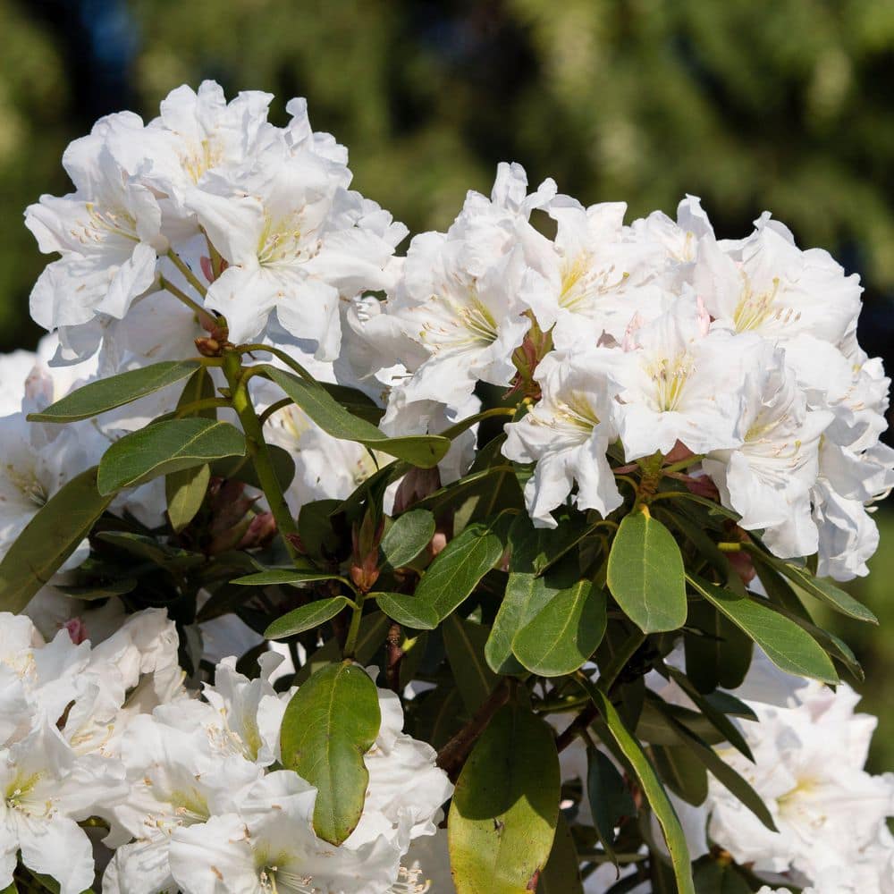 2.5 Quart Azalea ‘Deleware Valley White’ Flowering Shrub with White Flowers - Hercitys