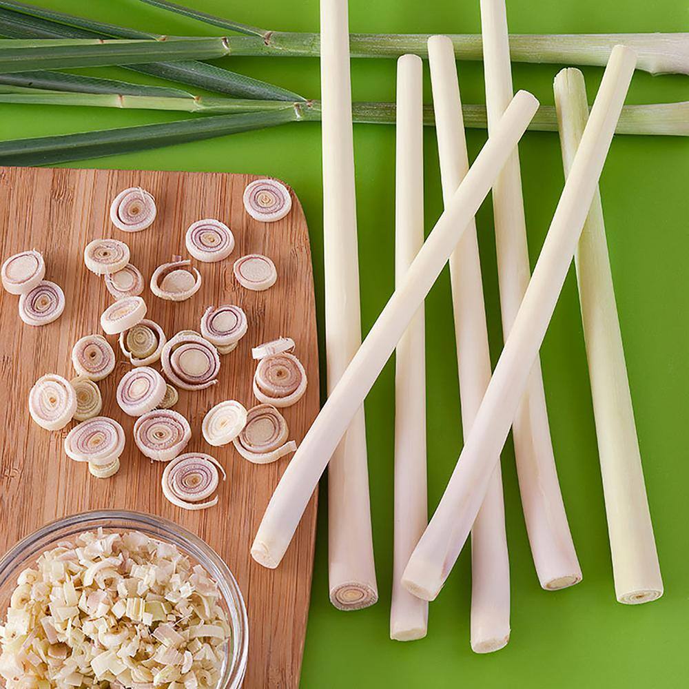 2.32 Qt. Lemongrass, Live Plant - Hercitys