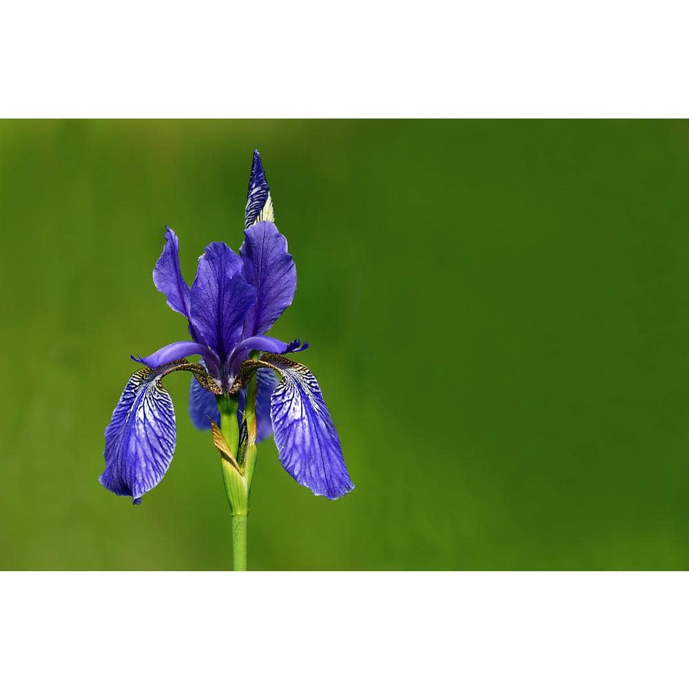 3 Gal. Caesar’s Brother Siberian Iris (Iris sibirica) Live Shrub with Deep Violet Flowers - Hercitys