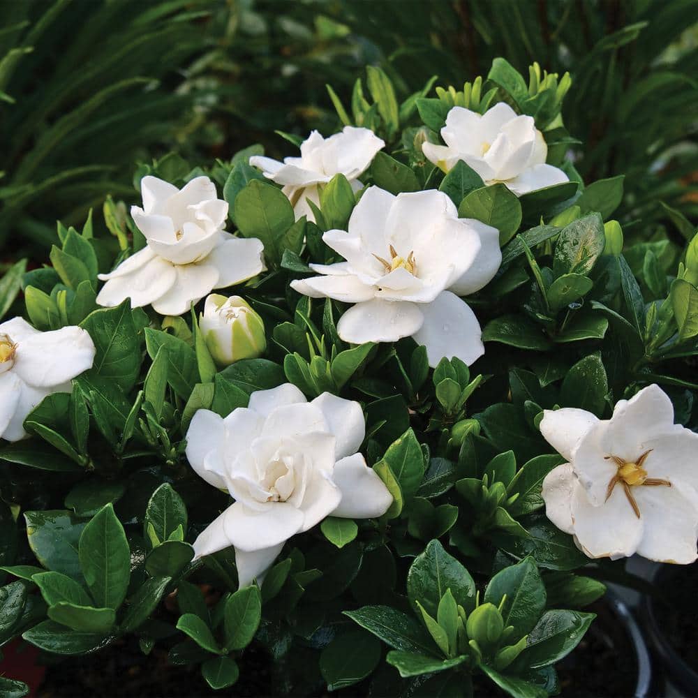 2.25 Gal. Gardenia Frostproof Shrub with White Flowers - Hercitys