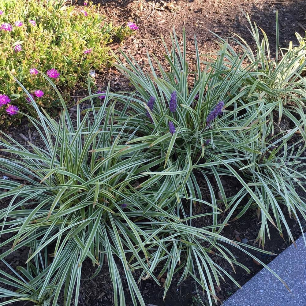 1 gal. Aztec Variegated Lilyturf Liriope Grass Plant (3-Pack) - Hercitys