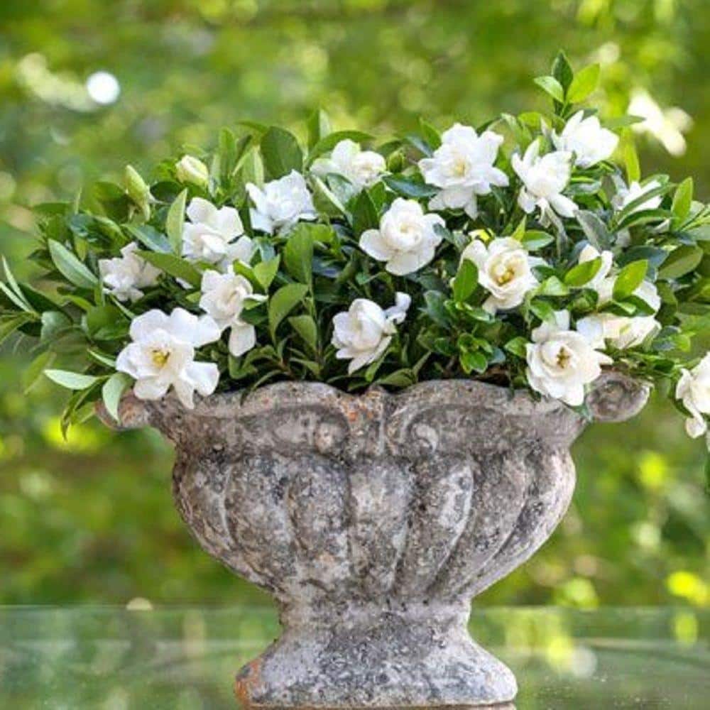 2.5 Qt. Jubilation Gardenia, Live Evergreen Shrub, White Fragrant Blooms - Hercitys