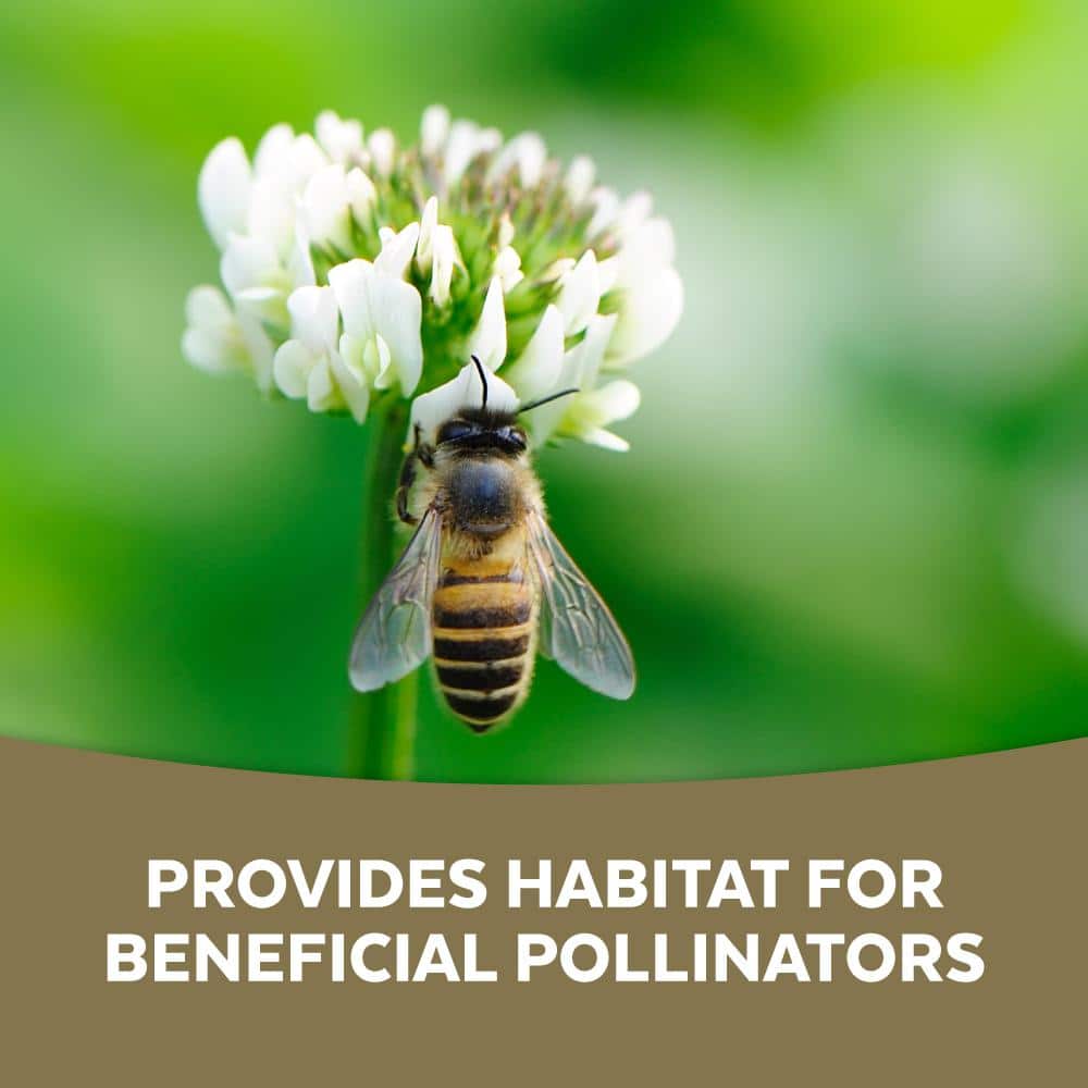 2 lb White Clover - Hercitys