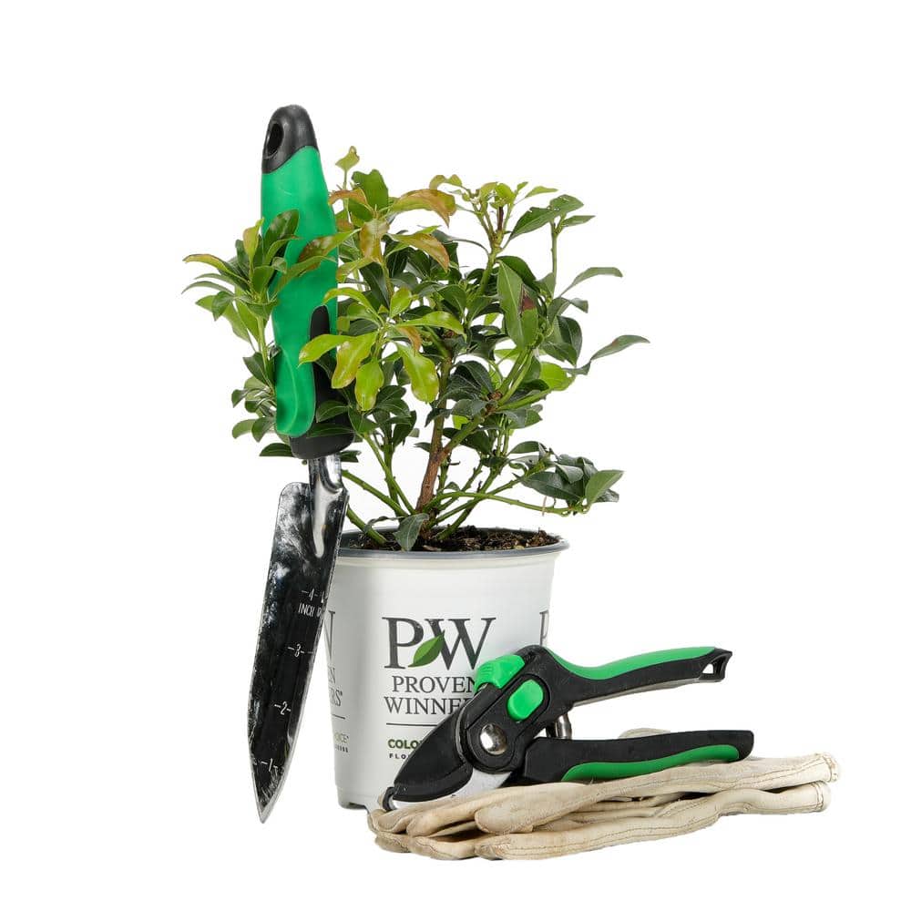 4.5 in. Quart Interstella Lily of the Valley Shrub (Pieris) Live Plant, Ruby Red Flowers - Hercitys