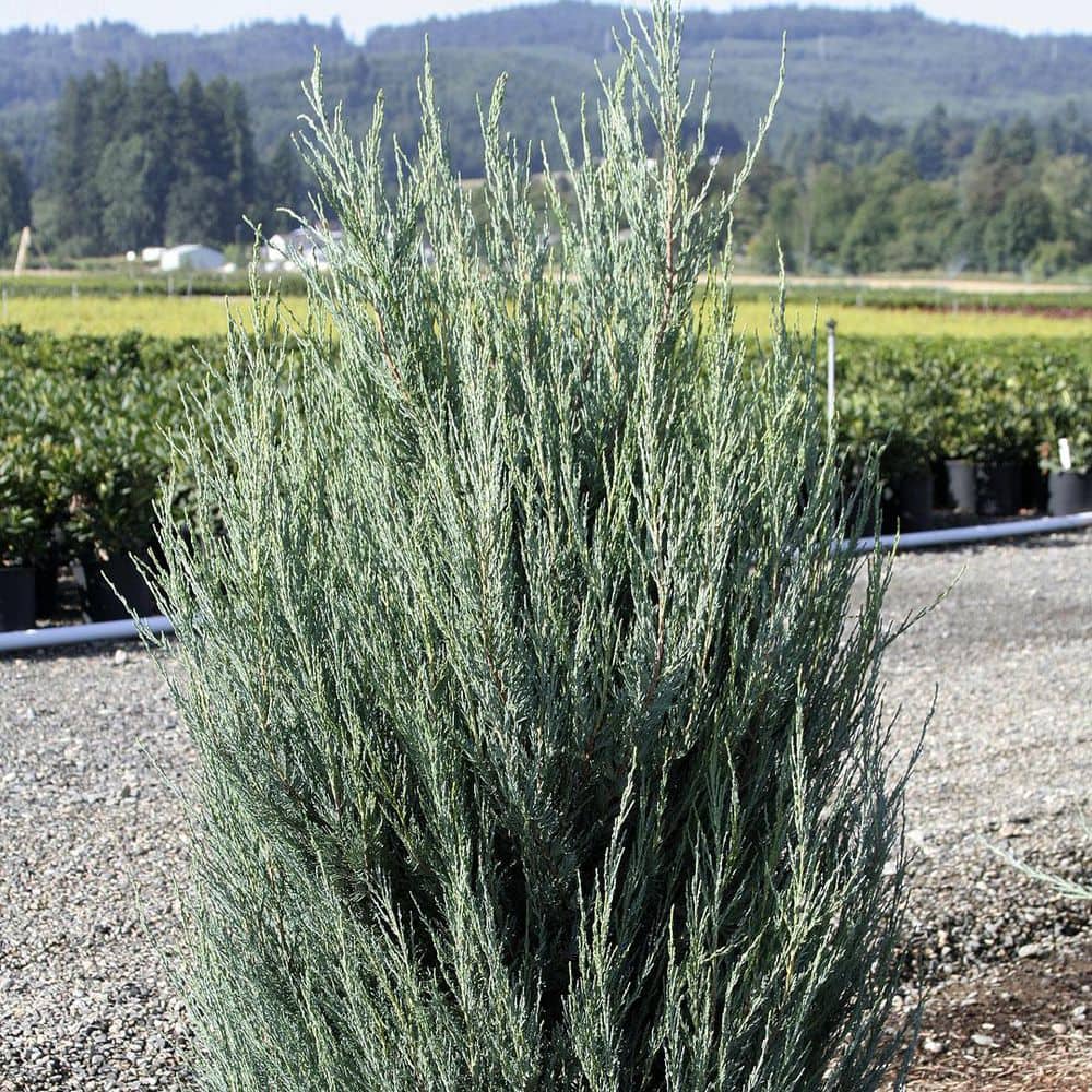3.58 Gal. Blue Arrow Juniper (Juniperus Blue Arrow) Narrow Evergreen Shrub (1-Each) - Hercitys