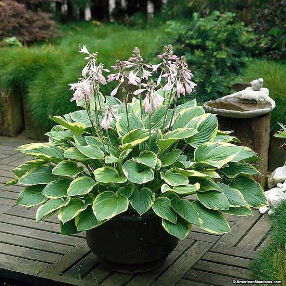 3 Gal. Aureomarginata Hosta Live Perennial Plant (2-Pack) - Hercitys