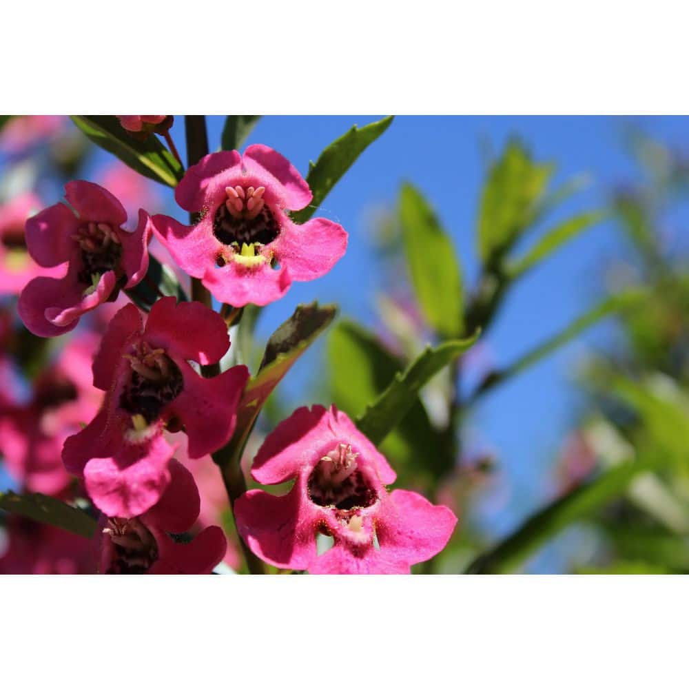 4.25 in. Eco+Grande, Angelface Perfectly Pink Summer Snapdragon - Hercitys