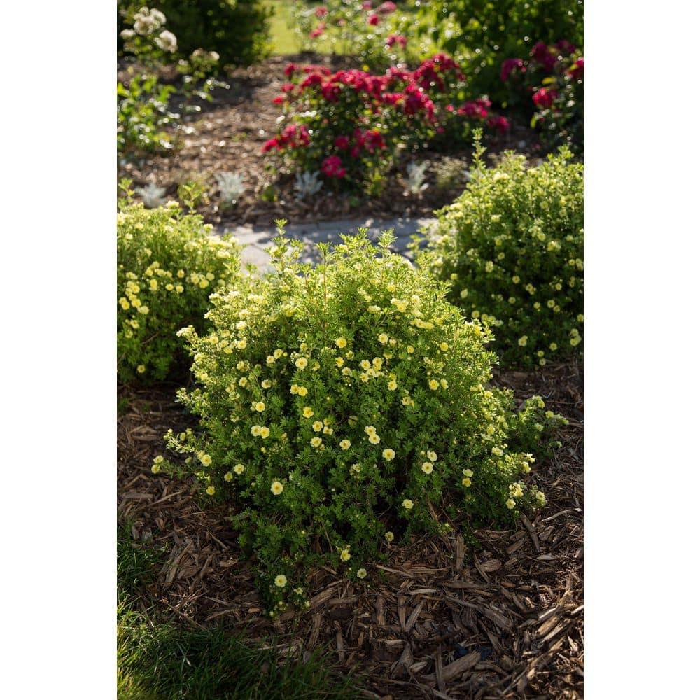 2.0 Gallon Lemon Meringue Potentilla (Potentilla fruticosa ‘Lemon Meringue’) Shrub with Yellow flowers 1-Each - Hercitys