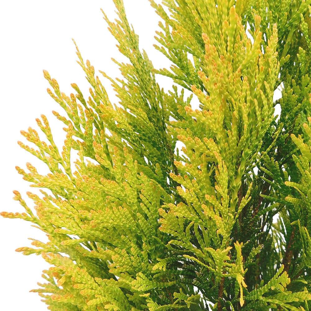 2 Gal. Forever Goldy Arborvitae Shrub - Hercitys