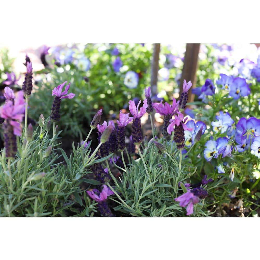2 Gal. Purple Spanish Lavender Plant - Hercitys
