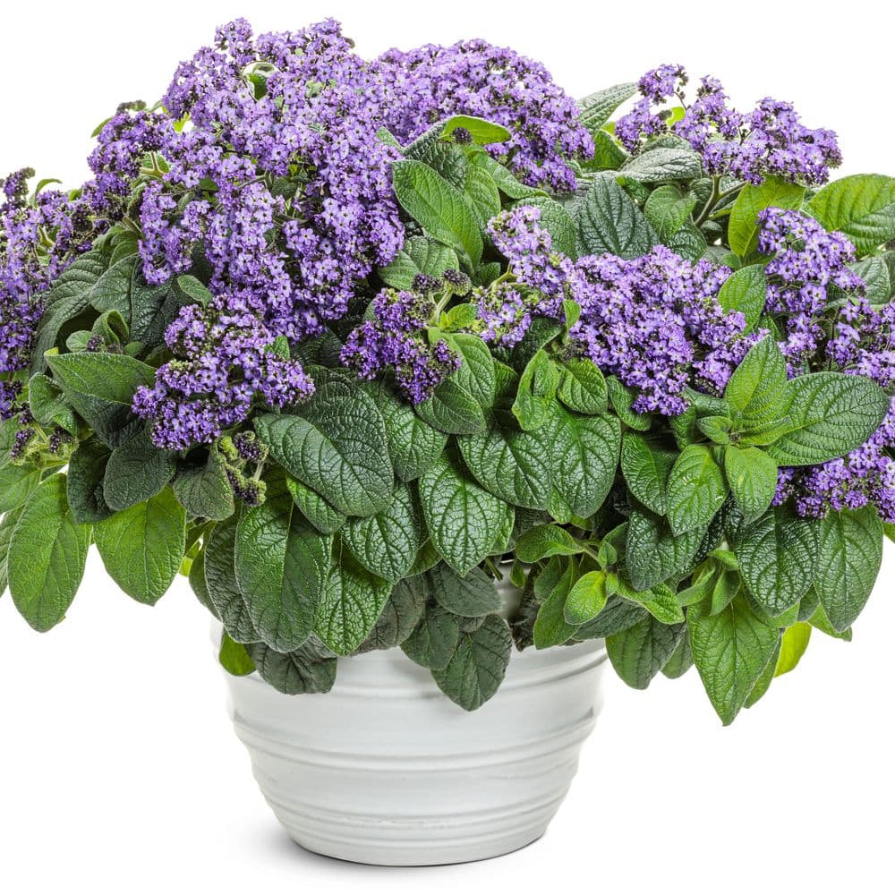 4.25 in. Eco+ Grande Aromagica Purple Heliotrope (Heliotropium Arborescens) Live Annual Plant with Purple Flowers 4-Pack - Hercitys