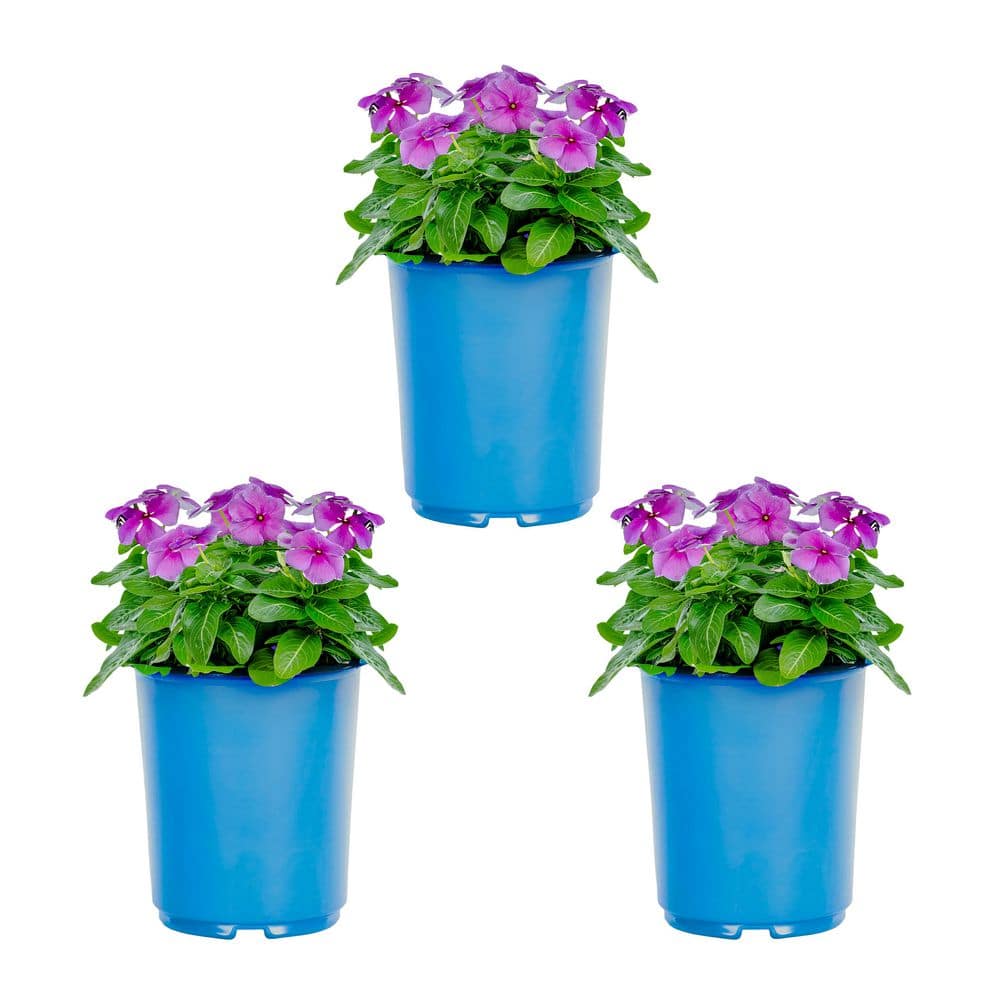 2 qt. Vinca Blue Annual Plant (3-Pack) - Hercitys