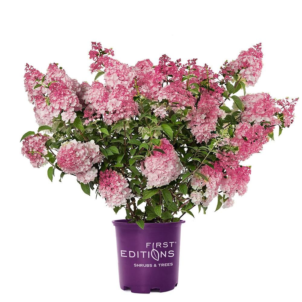 2 gal. Spring Sizzle Hydrangea Shrub - Hercitys