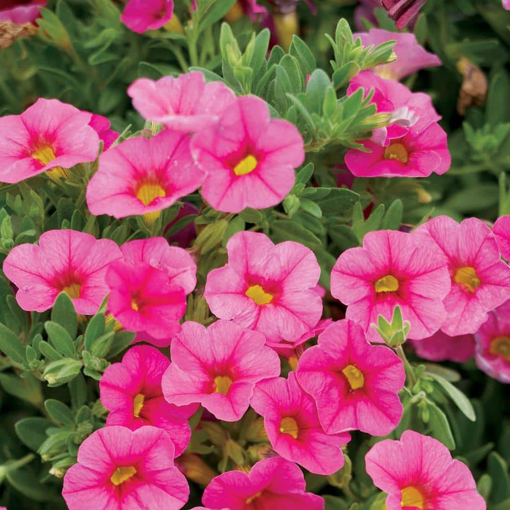 4.25 in. Eco+Grande, Superbells Pink (Calibrachoa) Live Plant, Pink Flowers (4-Pack) - Hercitys