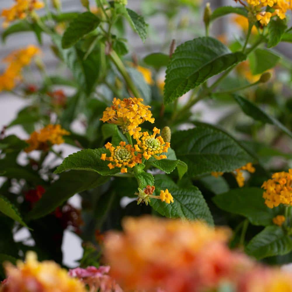 2.5 qt. Golden Yellow Pot of Gold Little Lucky Lantana, Live Perennial/Annual Plant with Reblooming Flowers - Hercitys