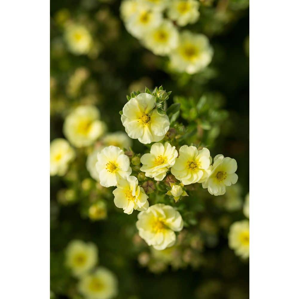 2.0 Gallon Lemon Meringue Potentilla (Potentilla fruticosa ‘Lemon Meringue’) Shrub with Yellow flowers 1-Each - Hercitys