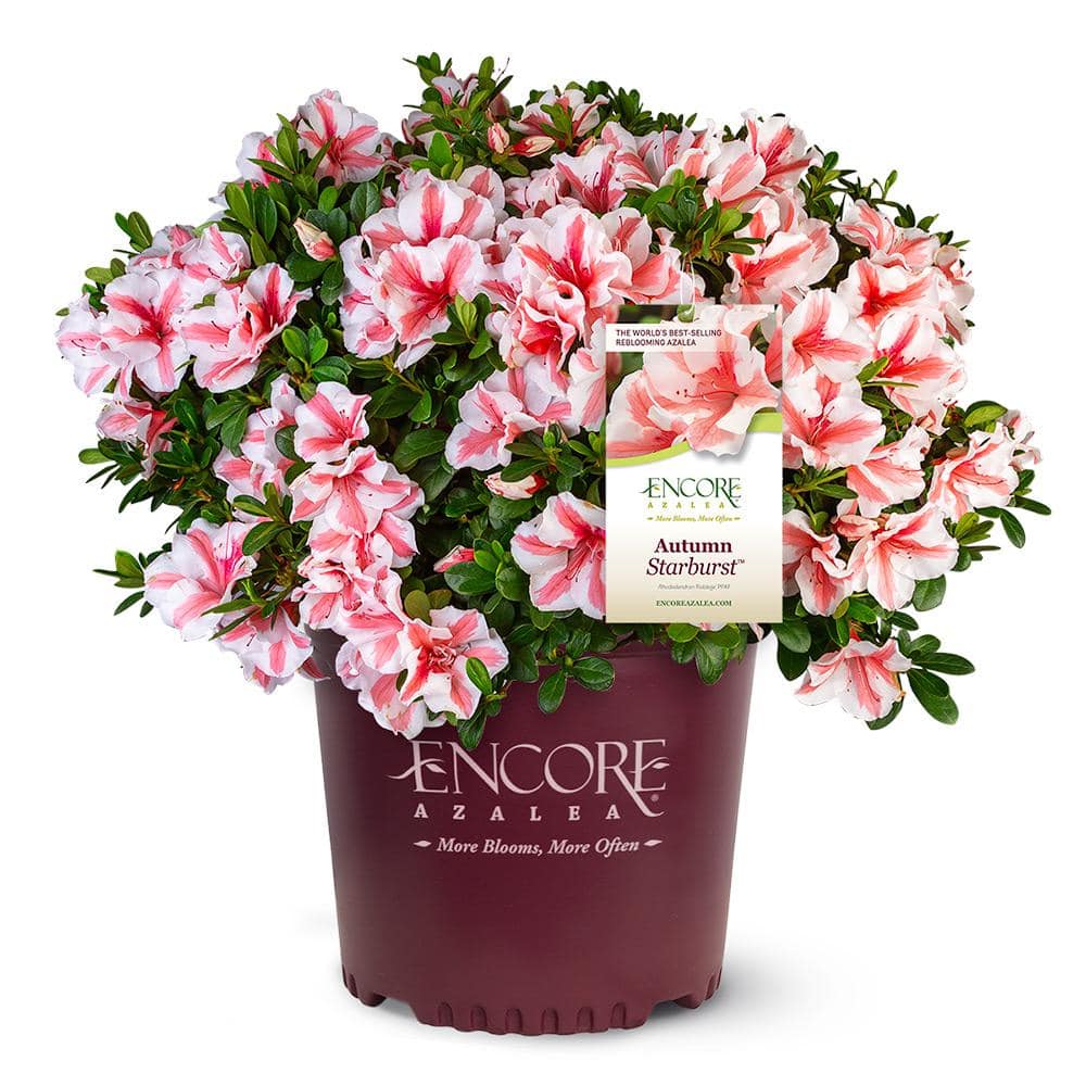 3 Gal. Autumn Starburst Encore Azalea Shrub with Coral Pink and White Reblooming Flowers - Hercitys