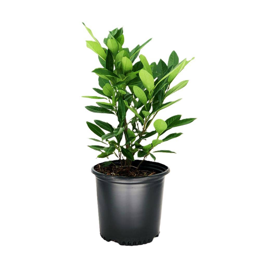 2.25 Gal. Schip Laurel Evergreen Shrub Prunus l. ‘Schipkaensis’ with Green Foliage and Fragrant White Flowers (1 each) - Hercitys
