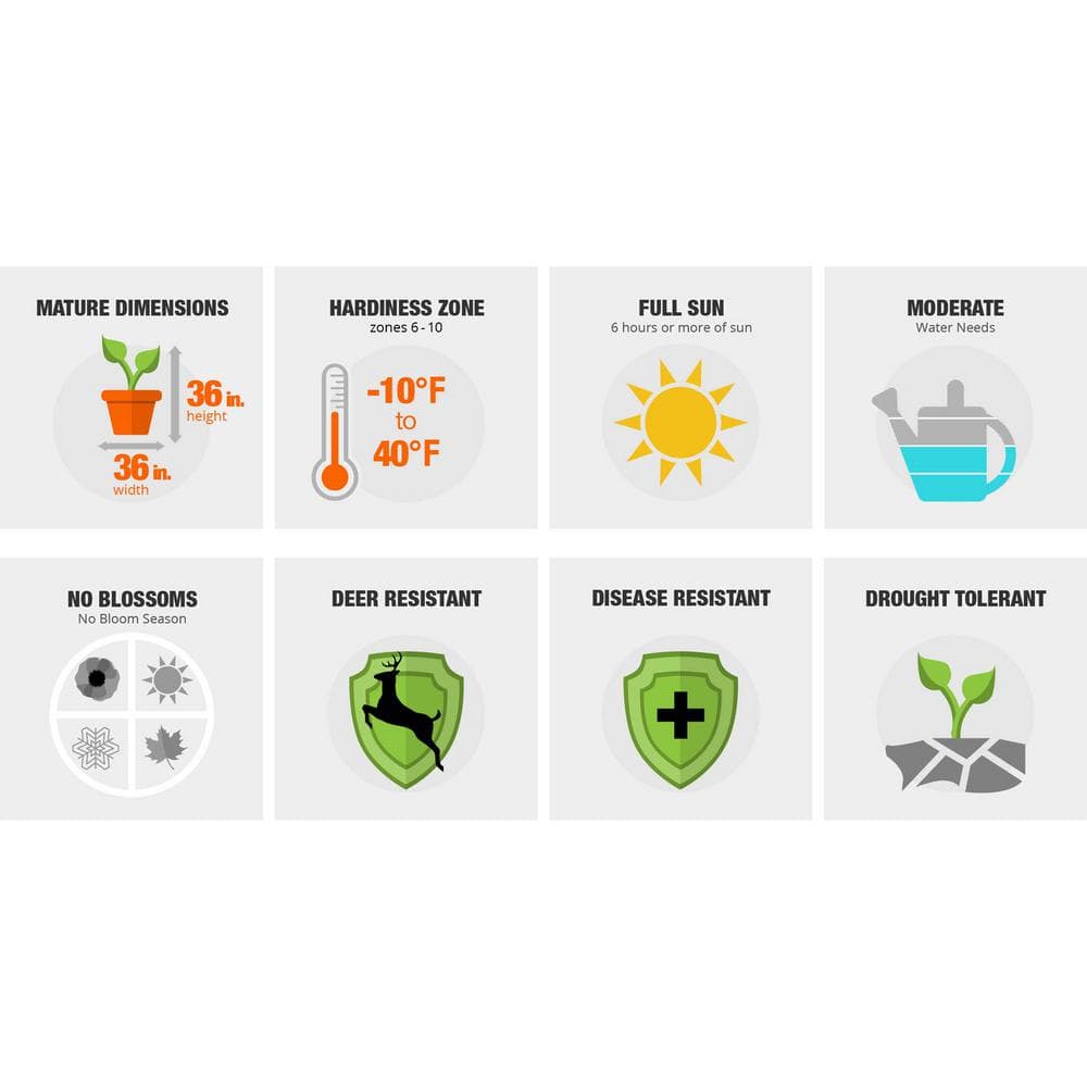 2 Gal. Plum Yew Yewtopia, Live Evergreen Shrub, Dark Green Needled Foliage - Hercitys