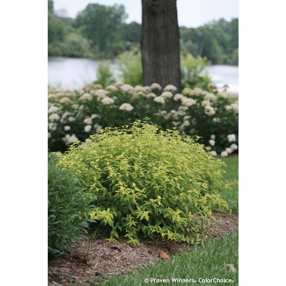 4.5 in. qt. Sunshine Blue II Bluebeard (Caryopteris) Live Shrub, Blue Flowers and Bright Yellow Foliage - Hercitys