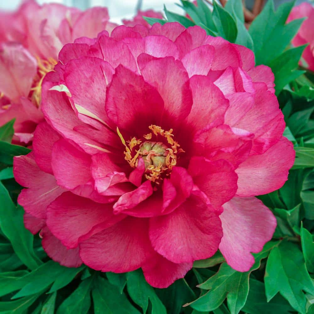 1 gal. Pot, Julia Rose Itoh Peony Deciduous Flowering Perennial Starter Plant (1-Pack) - Hercitys