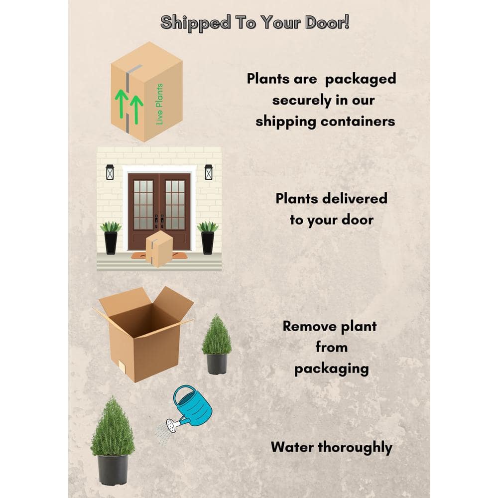 2 Gal. Rosemary Evergreen Plant with Pale Blue to White Flowers - Hercitys