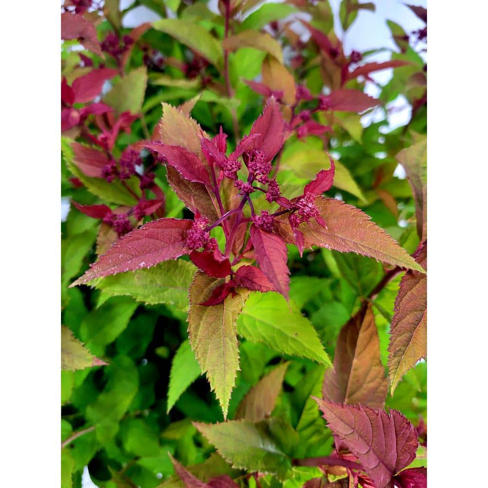 3 Gal. Double Play Doozie Spirea Flowering Live Shrub with Red Flowers - Hercitys