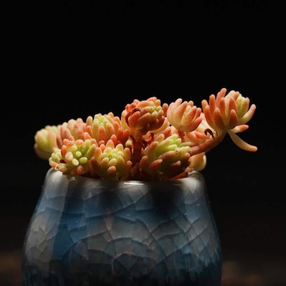 4 in. D x 3.5 in. H Non-Fragrant Sedum Blue Carpet with Pink Flowers (5-Pack) - Hercitys