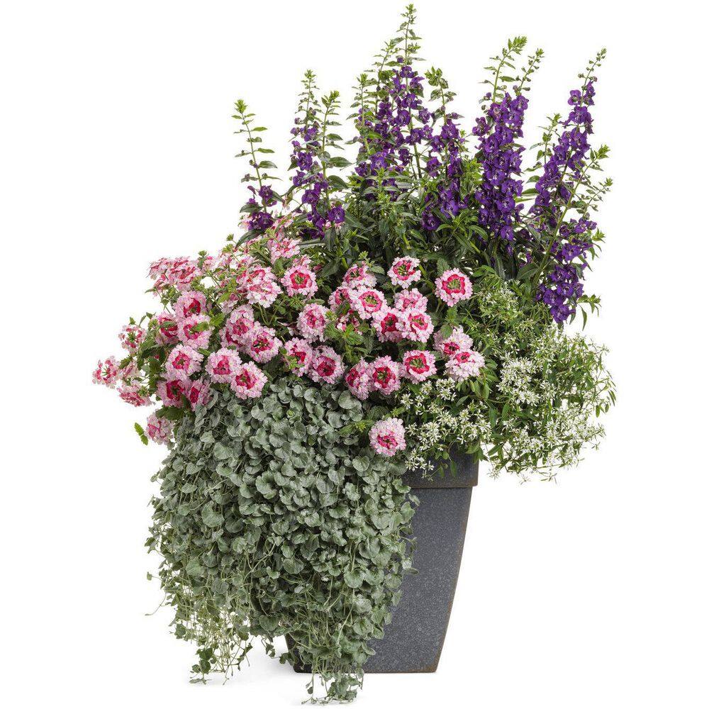 4.25 in. Eco+Grande Superbena Sparkling Rose (Verbena) Live Plants, Pink and Red Flowers (4-Pack) - Hercitys