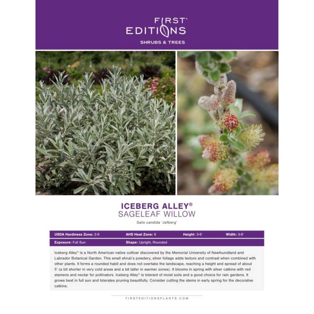 2.0 Gal. Iceberg Alley Sageleaf Willow Shrub with Silver and Red Flowers 1-Each - Hercitys
