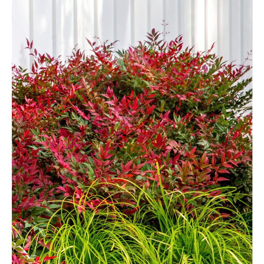 1.5 Gal. Obsession Nandina, Live Evergreen Shrub, Brilliant-Red New Foliage - Hercitys