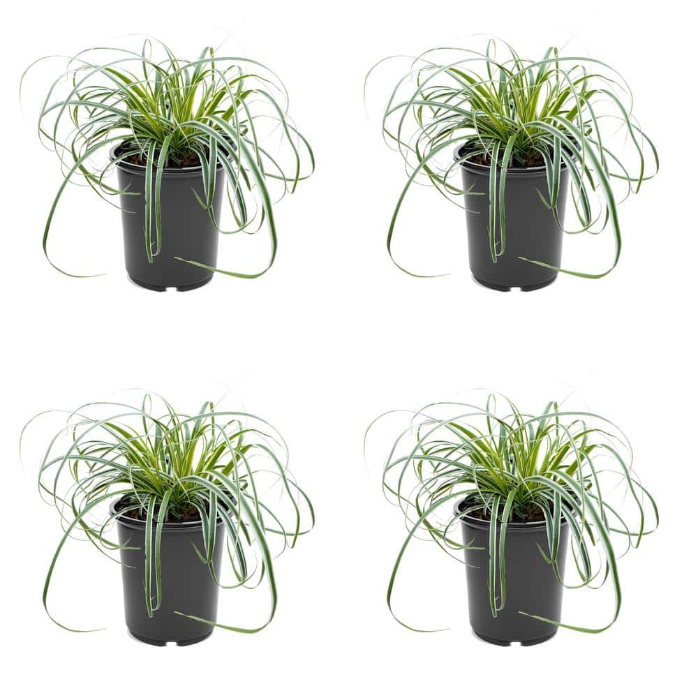 2.5 qt. Grass Carex Oshimensis Feather Falls Perennial (4-Pack) - Hercitys