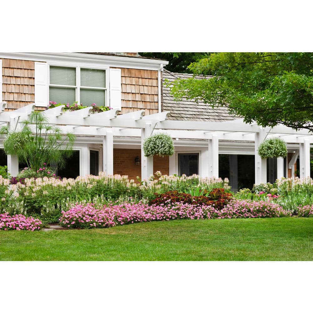 4-Pack, 4.25 in. Eco+Grande Supertunia Vista Bubblegum (Petunia) Live Plant, Pink Flowers - Hercitys