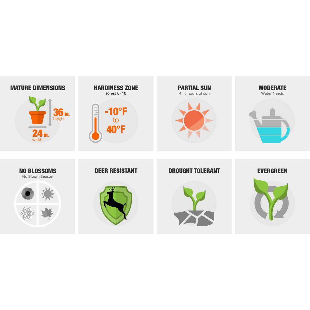 2.5 Gal – Japanese Boxwood, Live Shrub Plant, Glossy Light Green Foliage - Hercitys