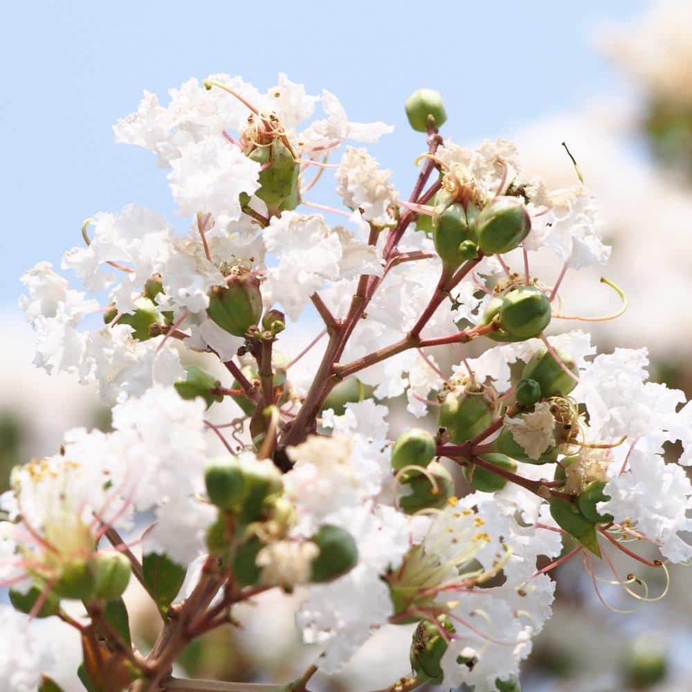 3 gal. Crape Myrtle Natchez Shrub with White Flowers - Hercitys