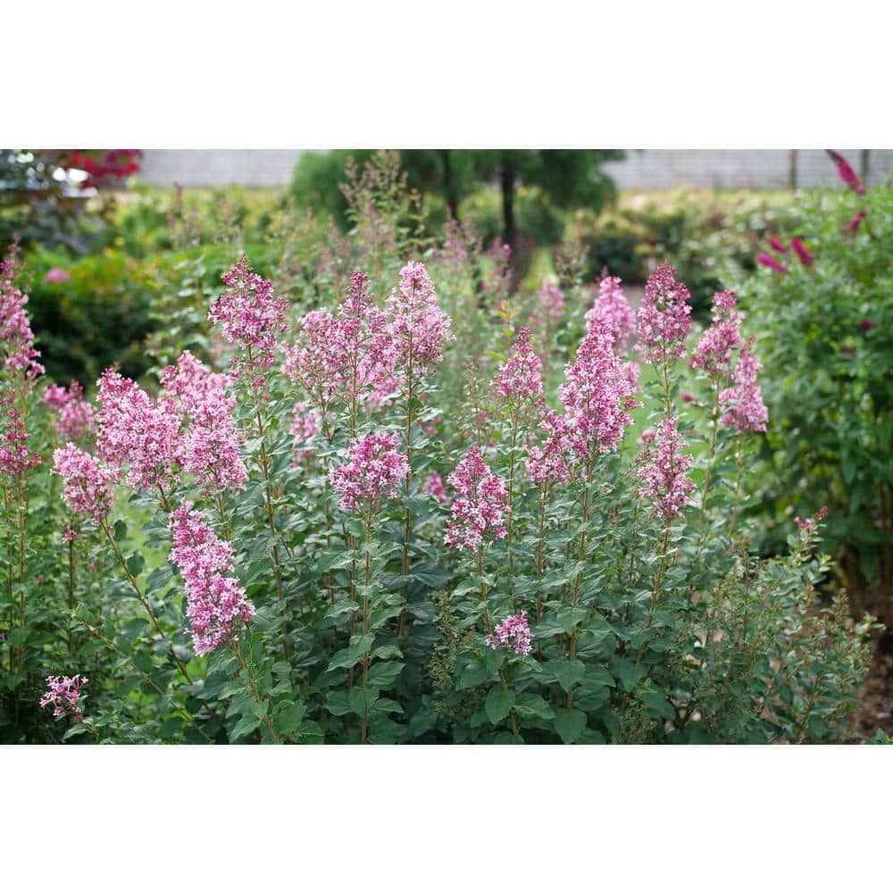 4.5 in. qt. Boomerang Ballet Reblooming Lilac (Syringa) Live Flowering Shrub with Pink Flowers - Hercitys